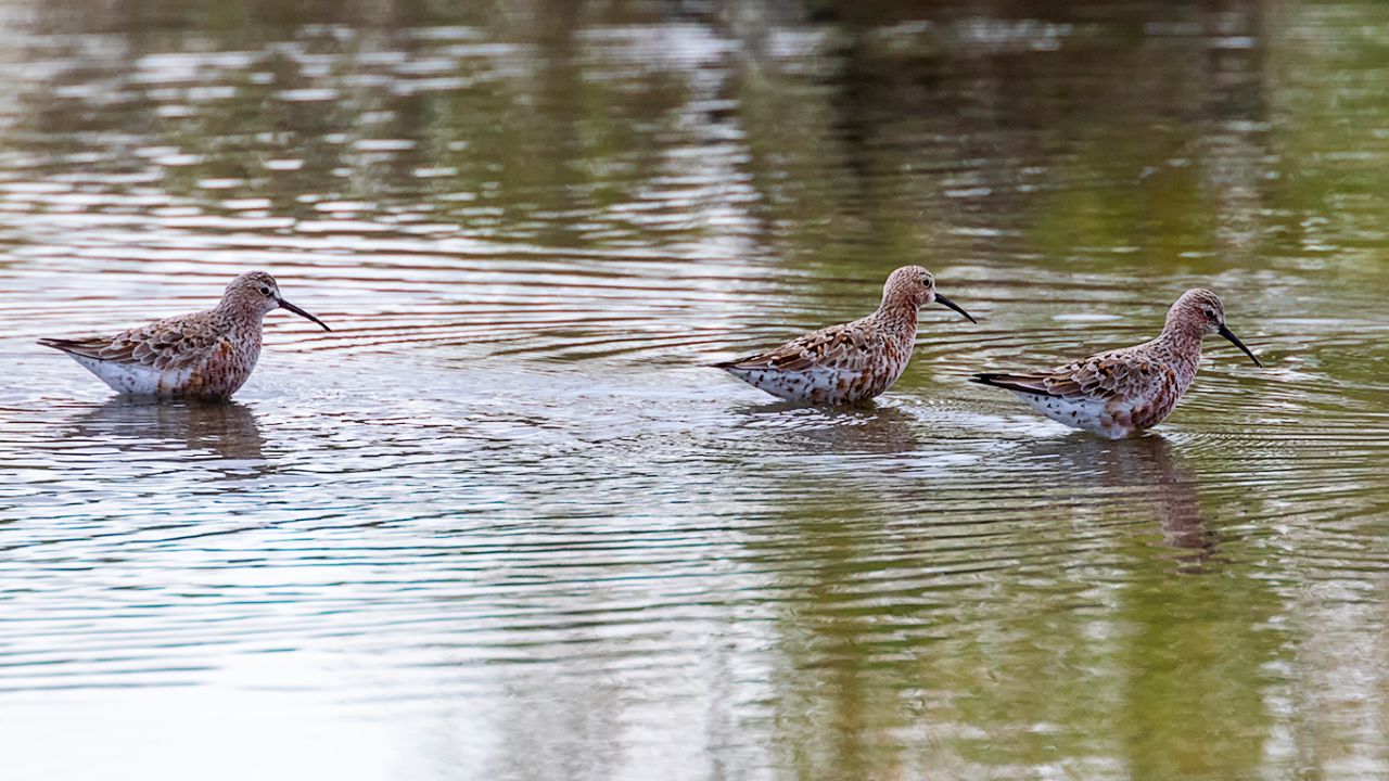 Correlimos zarapitín