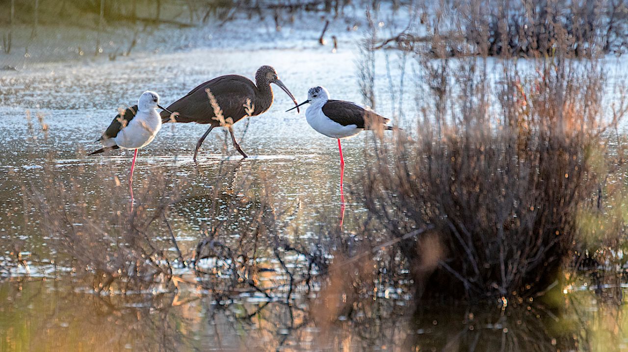 Morito y cigüeñuelas