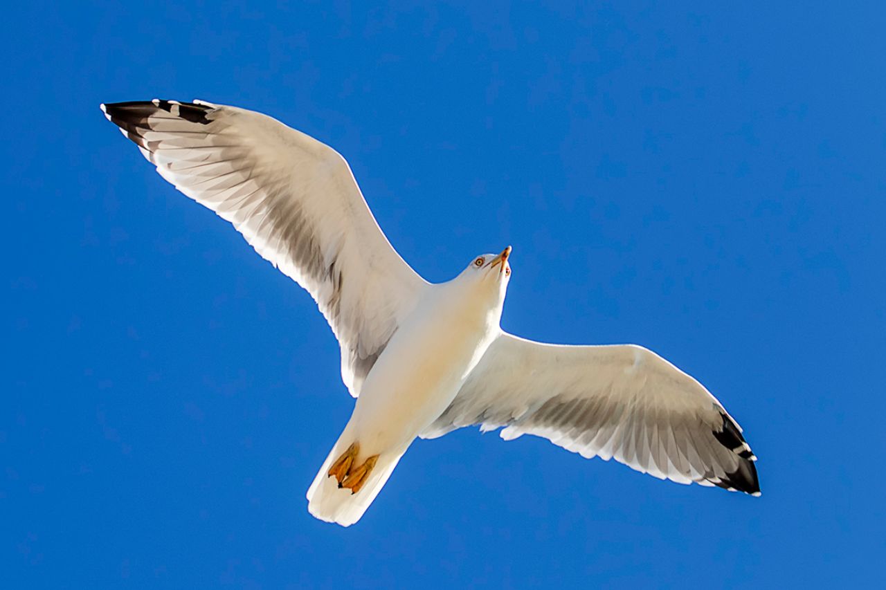 Gaviota patiamarilla