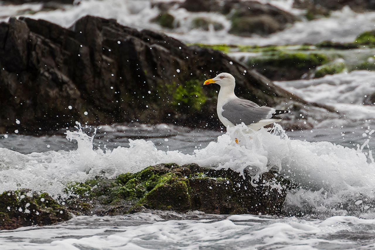 Gaviota patiamarilla