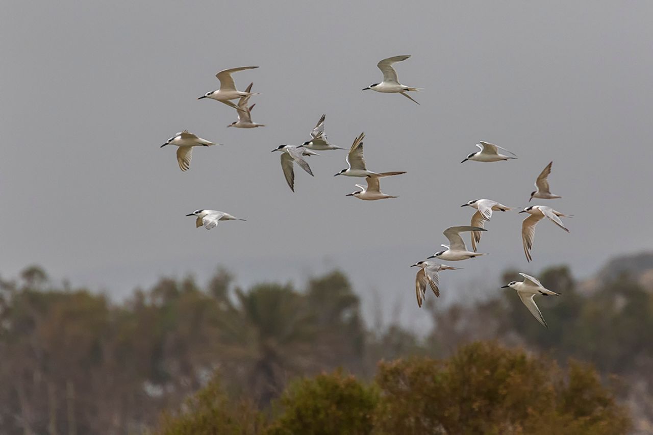 Charranes patinegros
