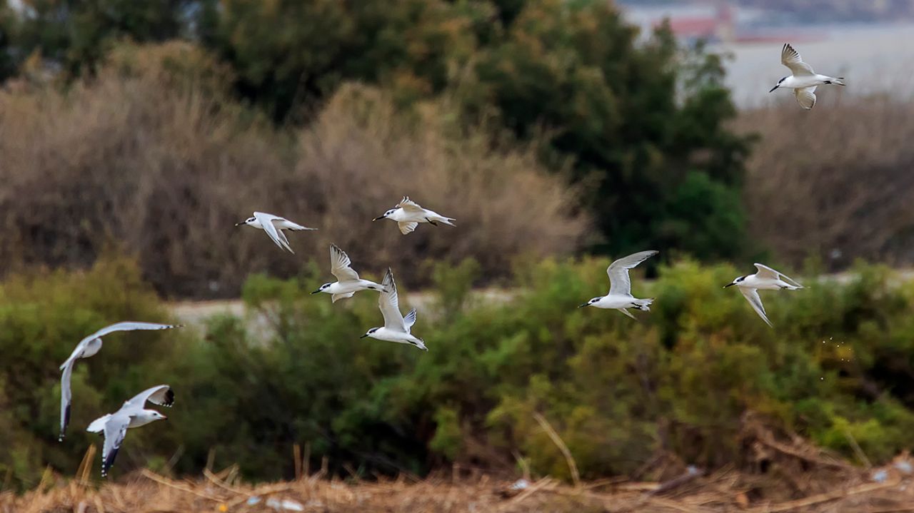 Charranes patinegros