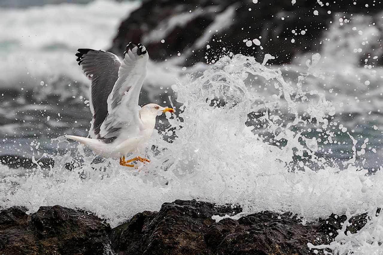 Gaviota patiamarilla