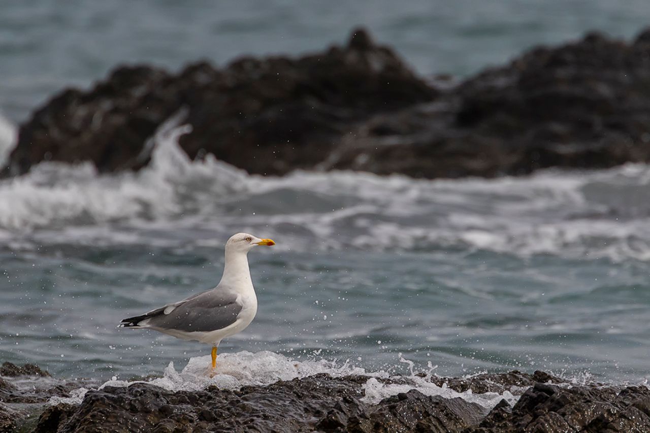 Gaviota patiamarilla