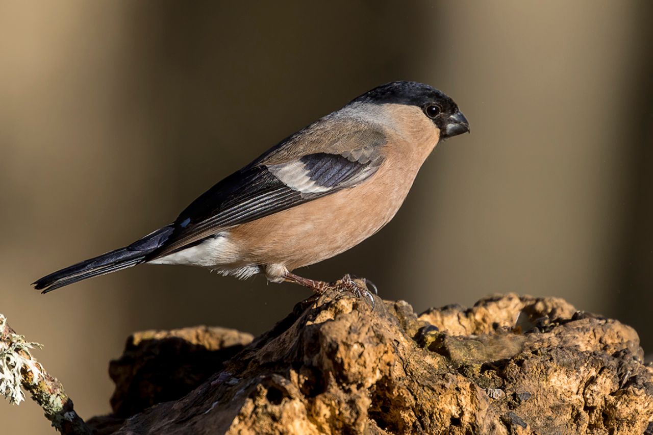Hembra de camachuelo