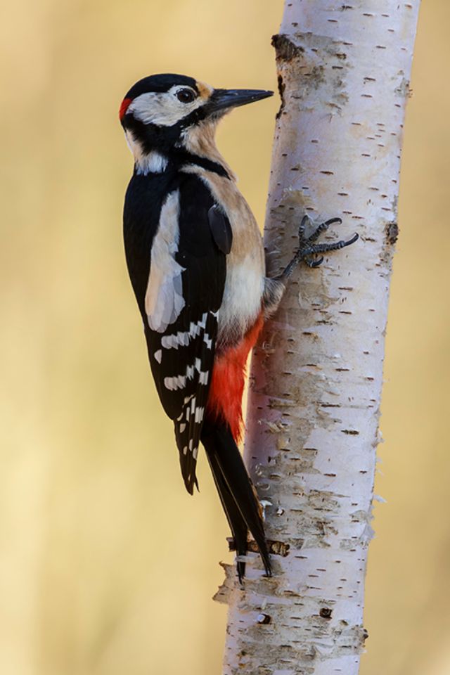 Macho de pico picapinos