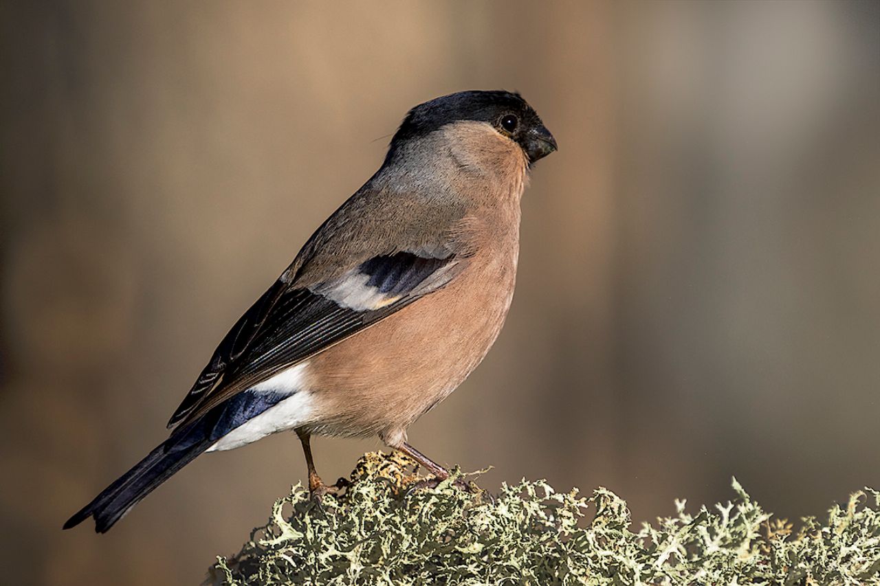 Hembra de camachuelo