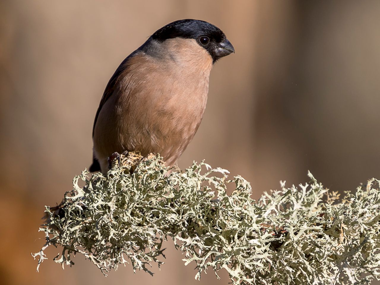 Hembra de camachuelo