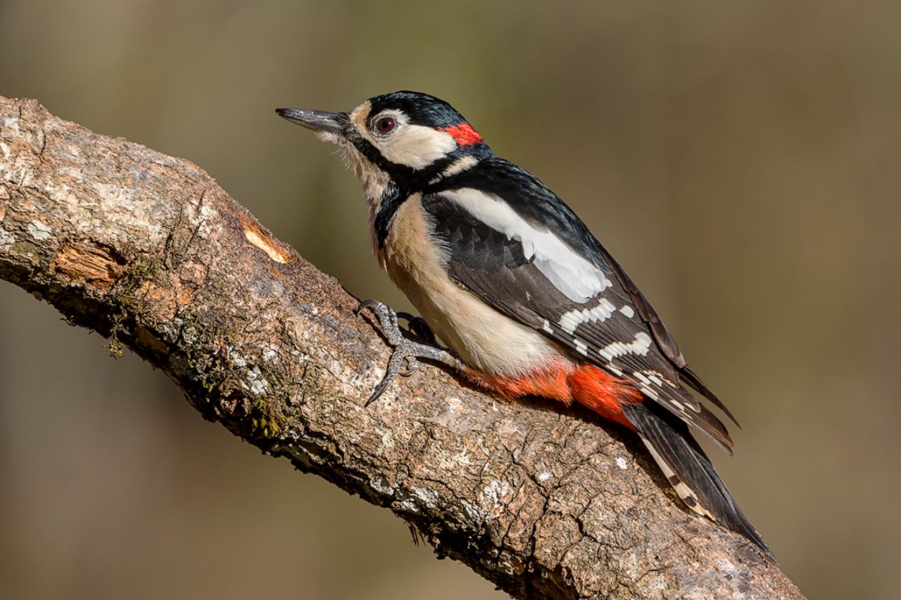 Macho de pico picapinos