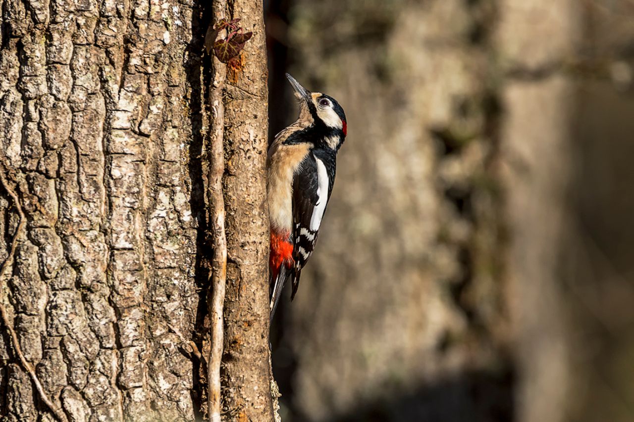 Macho de pico picapinos