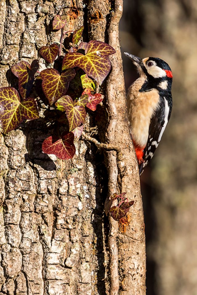 Macho de pico picapinos