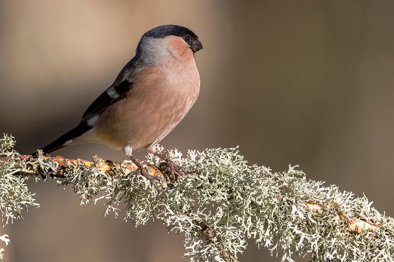 Hembra de camachuelo