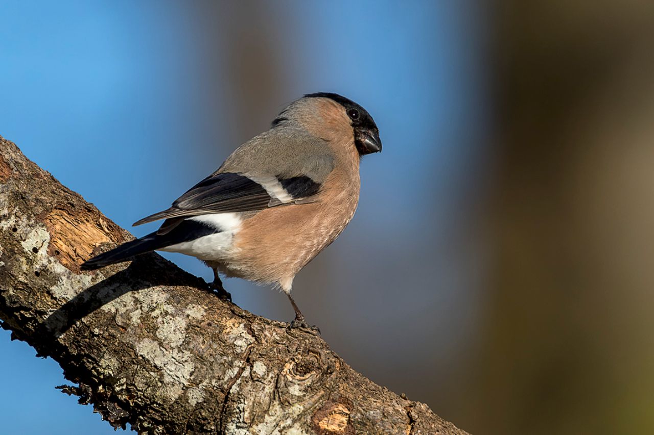 Hembra de camachuelo