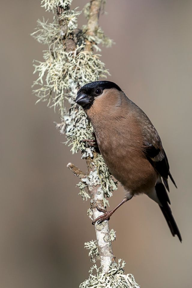 Hembra de camachuelo