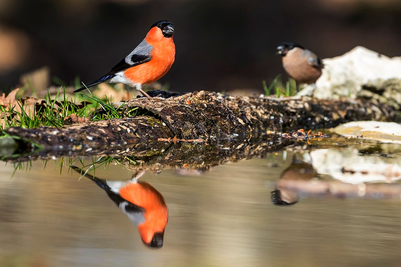Pareja de camachuelos
