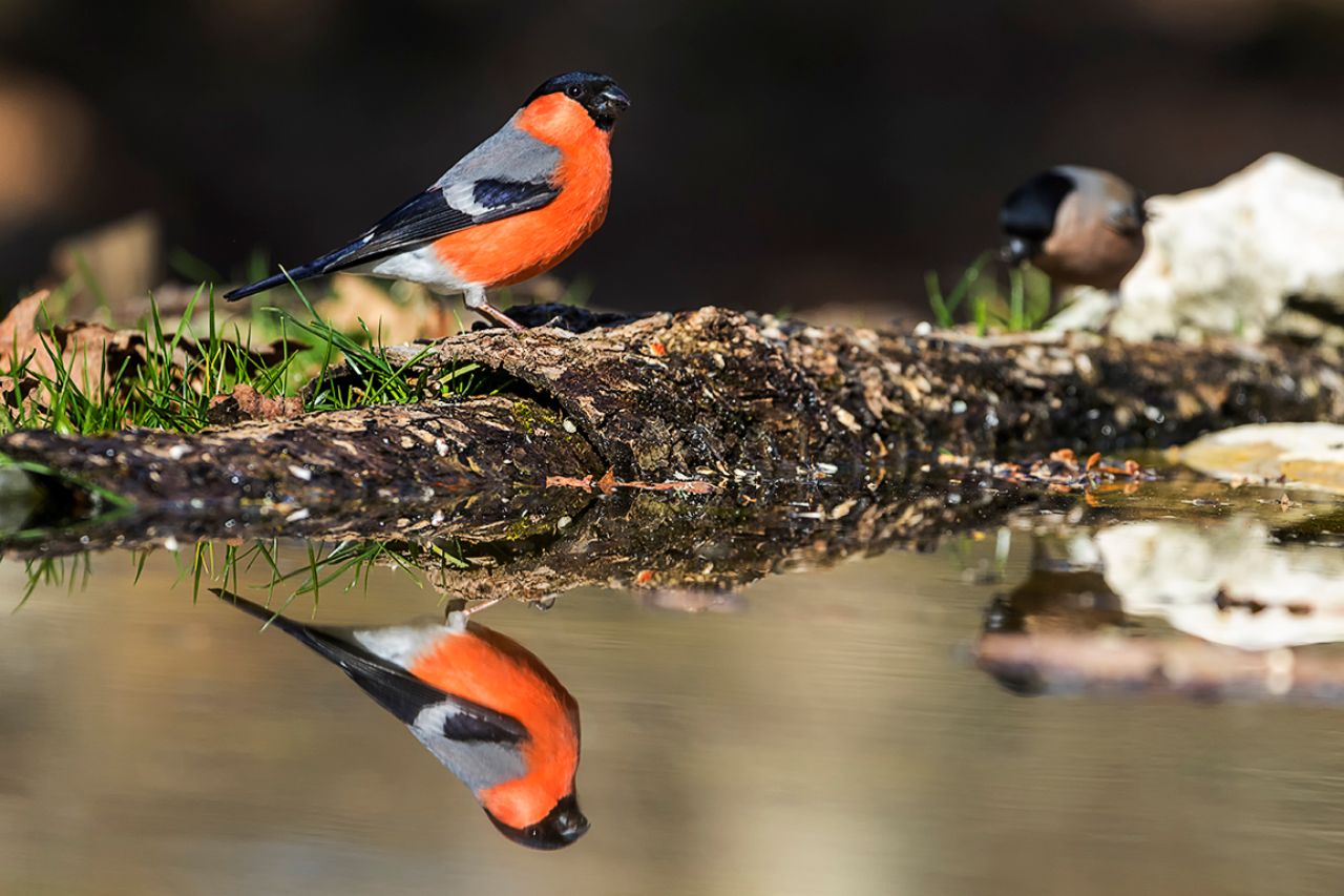 Pareja de camachuelos