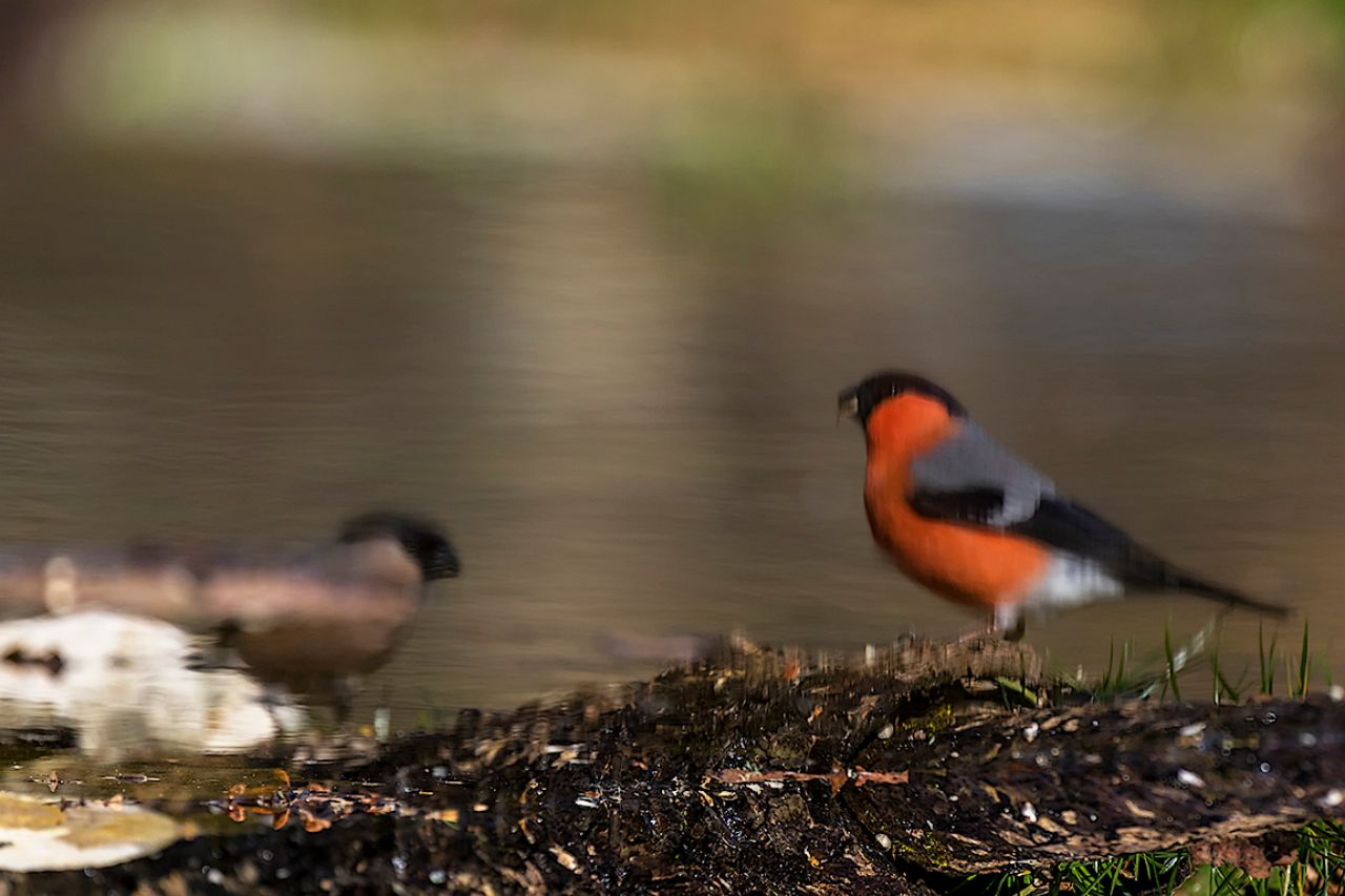 Pareja de camachuelos