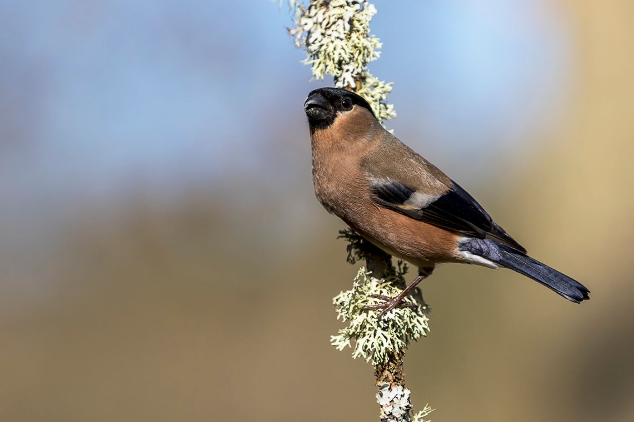 Hembra de camachuelo