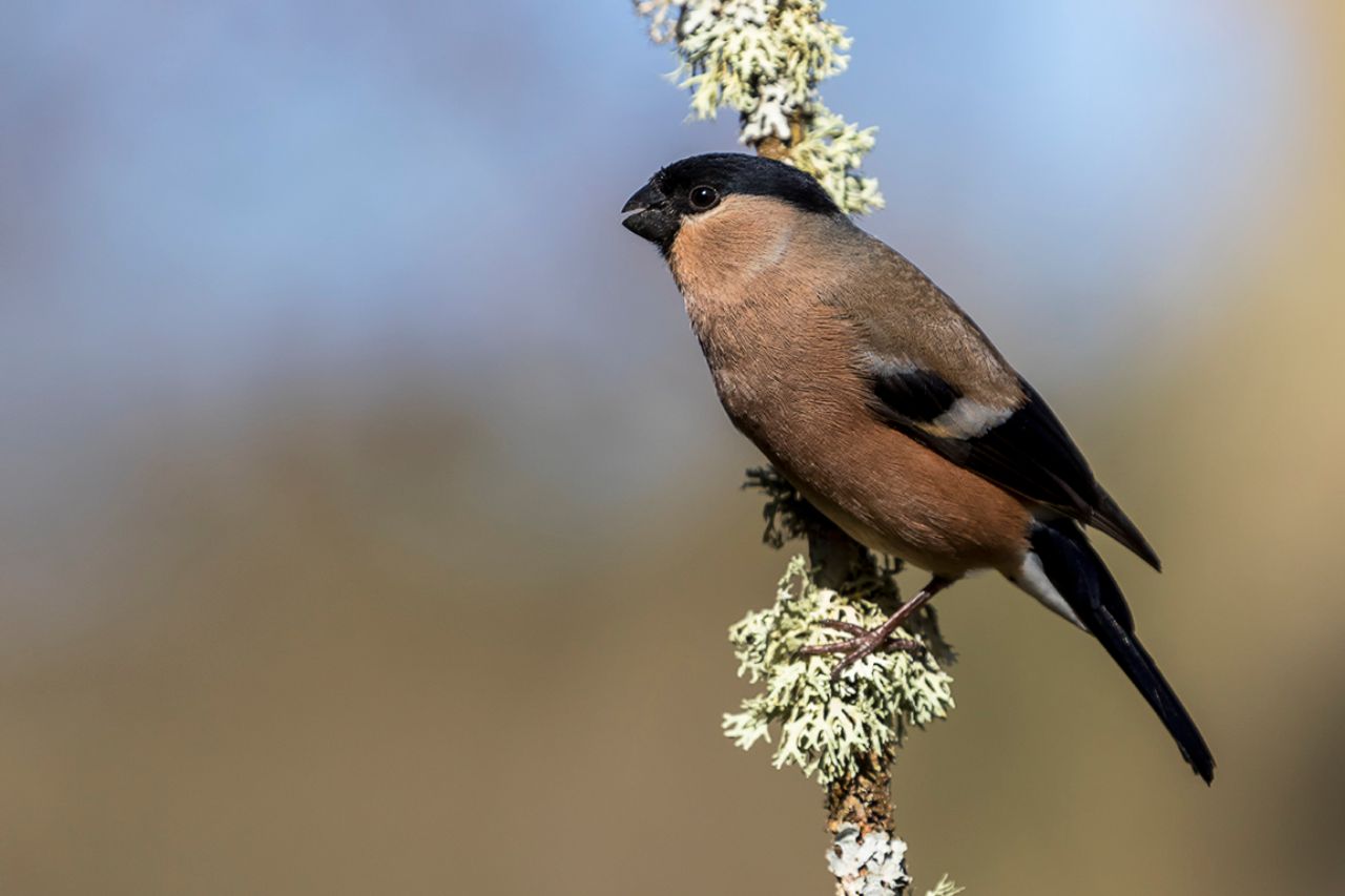 Hembra de camachuelo