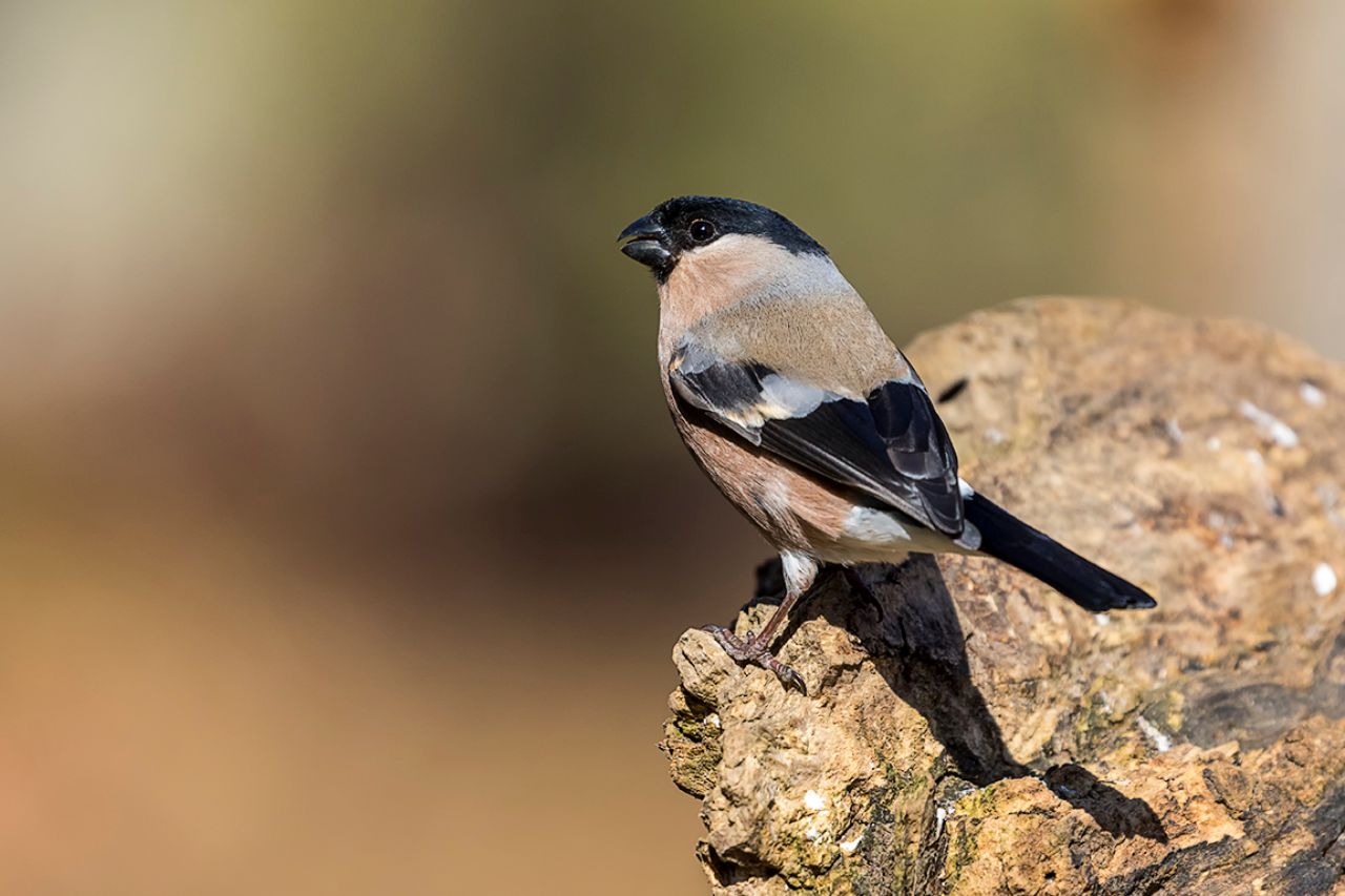 Hembra de camachuelo