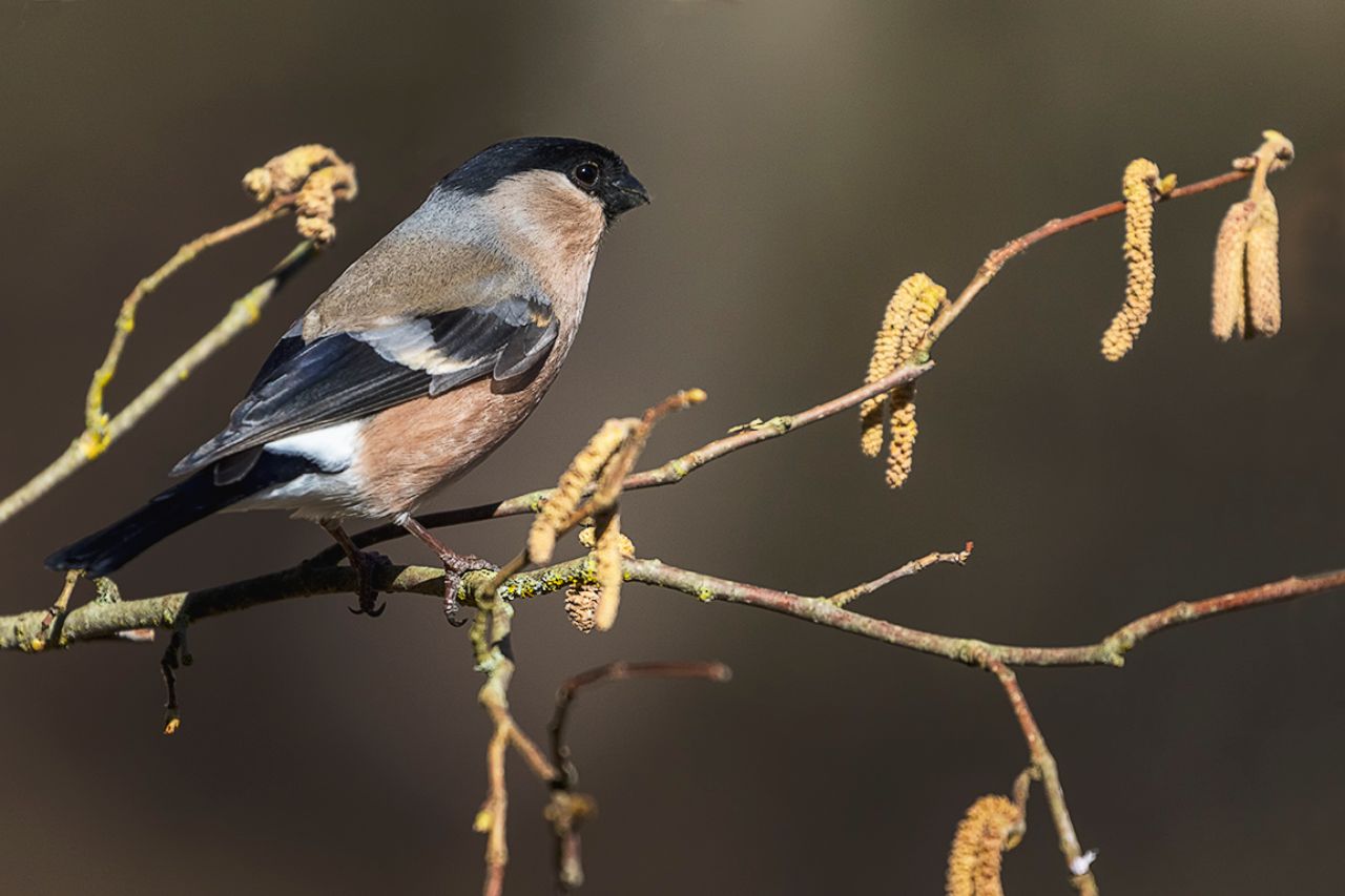 Hembra de camachuelo