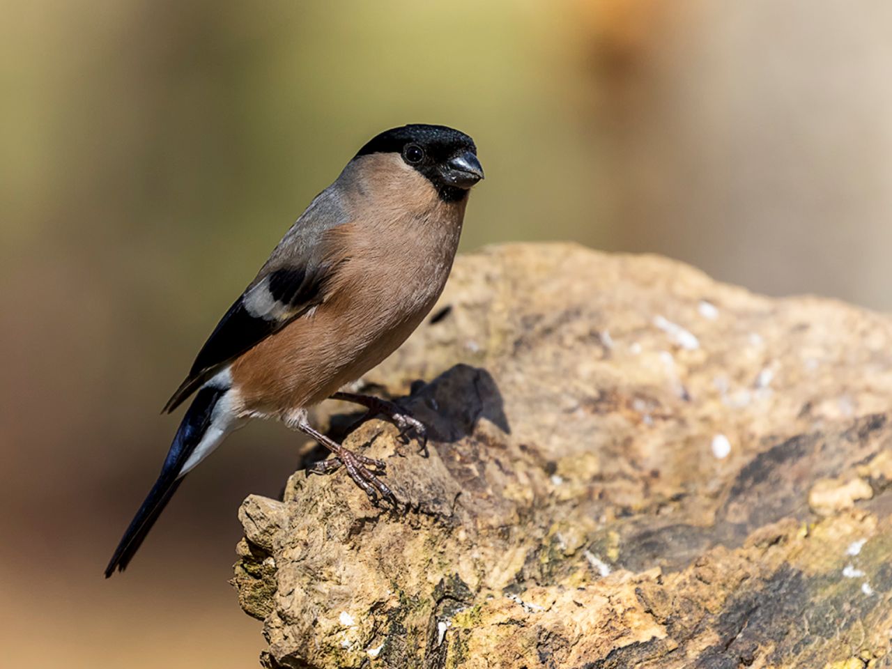 Hembra de camachuelo