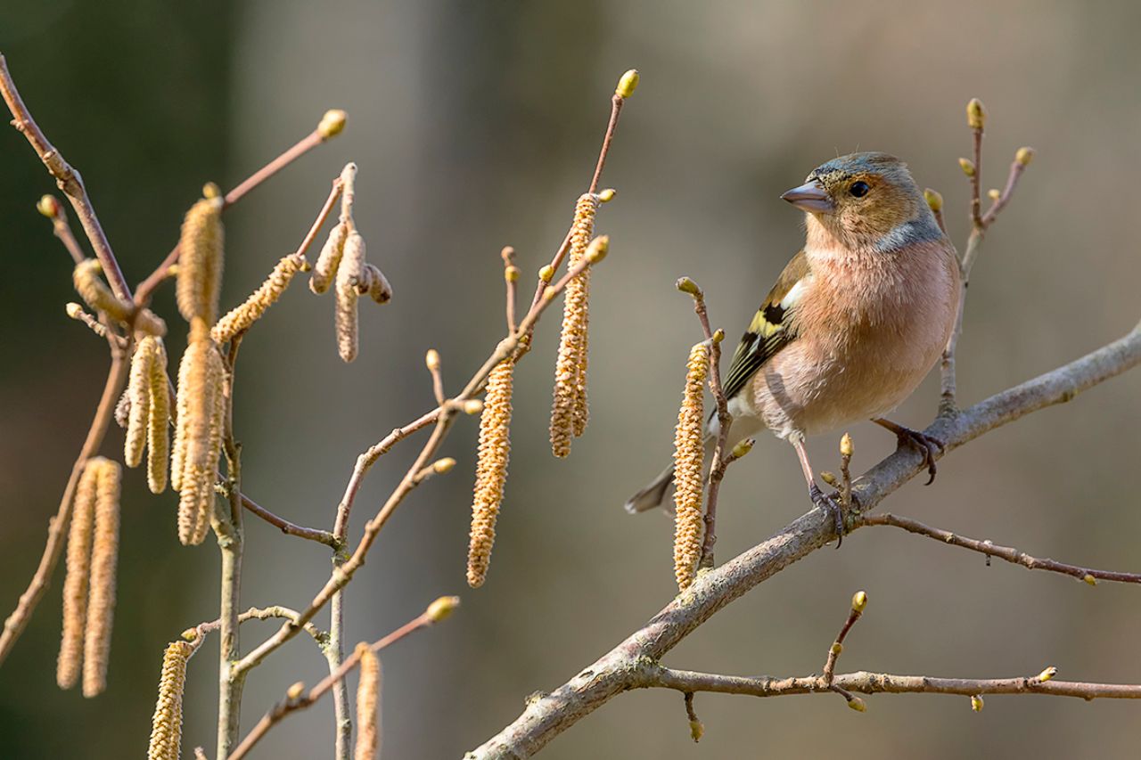 Pinzón común macho
