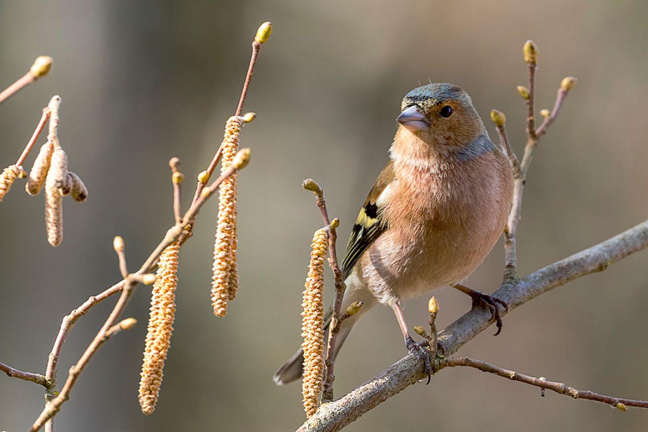 Pinzón común macho