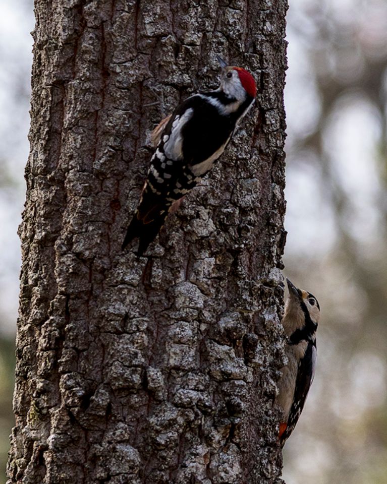 Pico mediano y picapinos