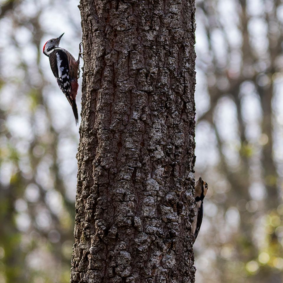 Pico mediano y picapinos