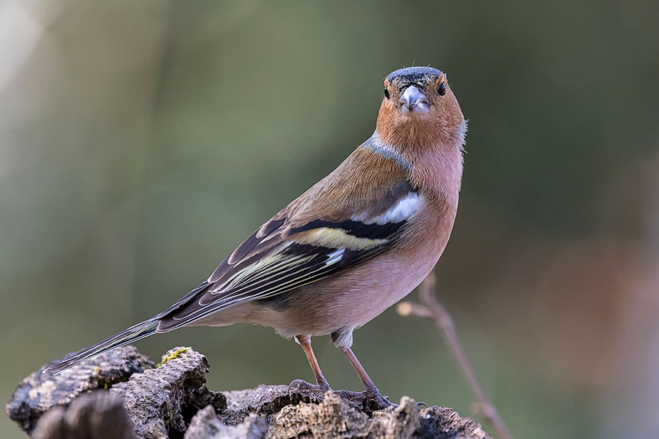 Pinzón común macho
