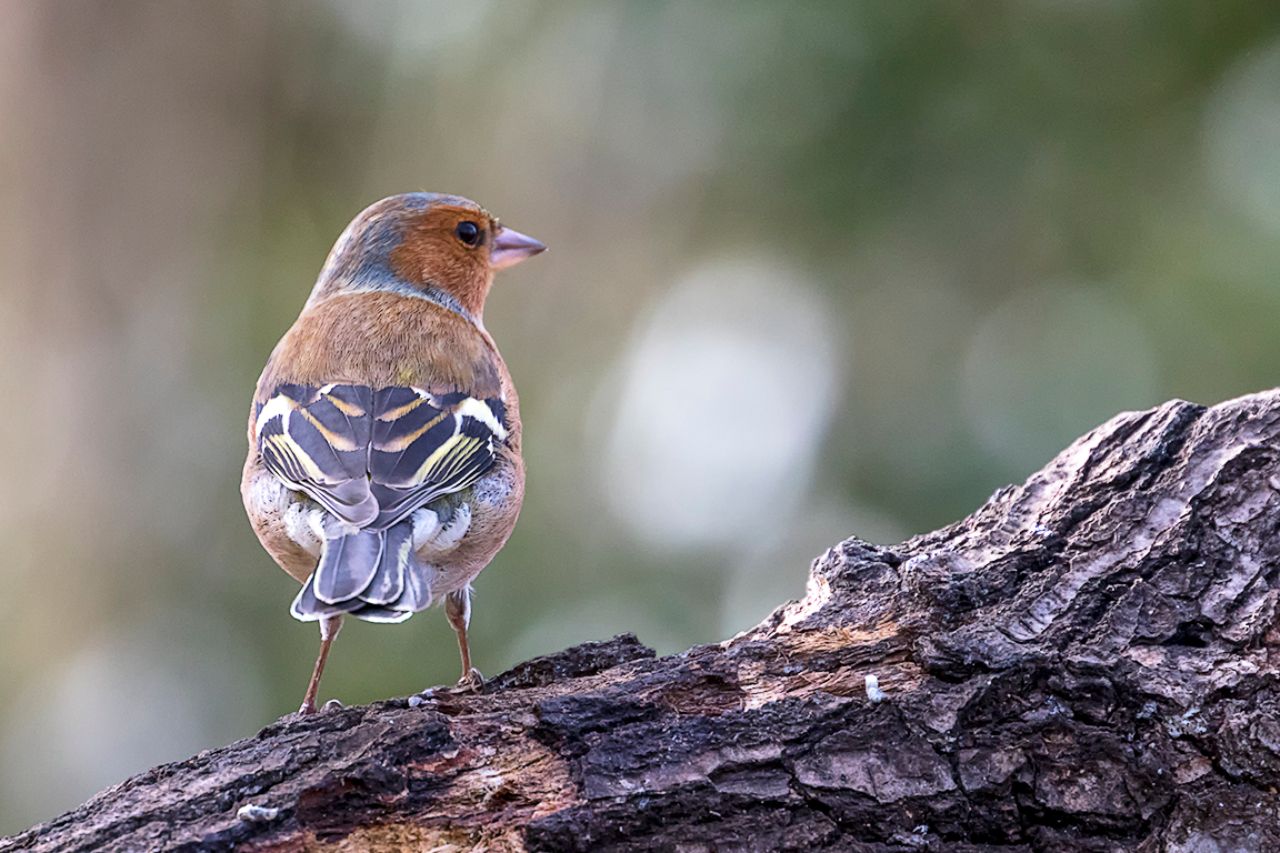 Pinzón común macho