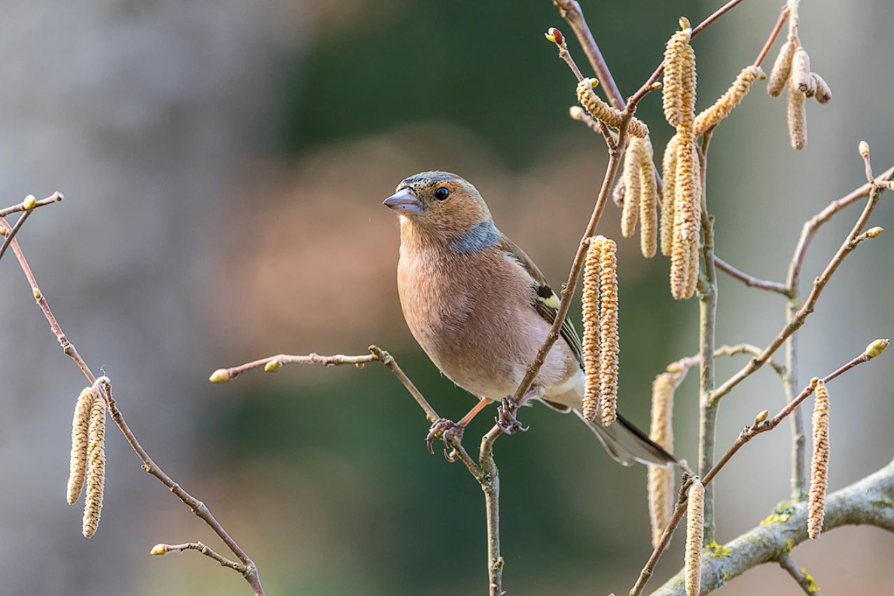 Pinzón común macho