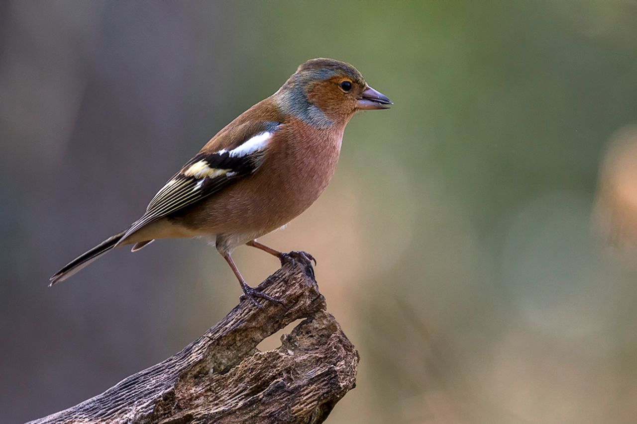 Pinzón común macho