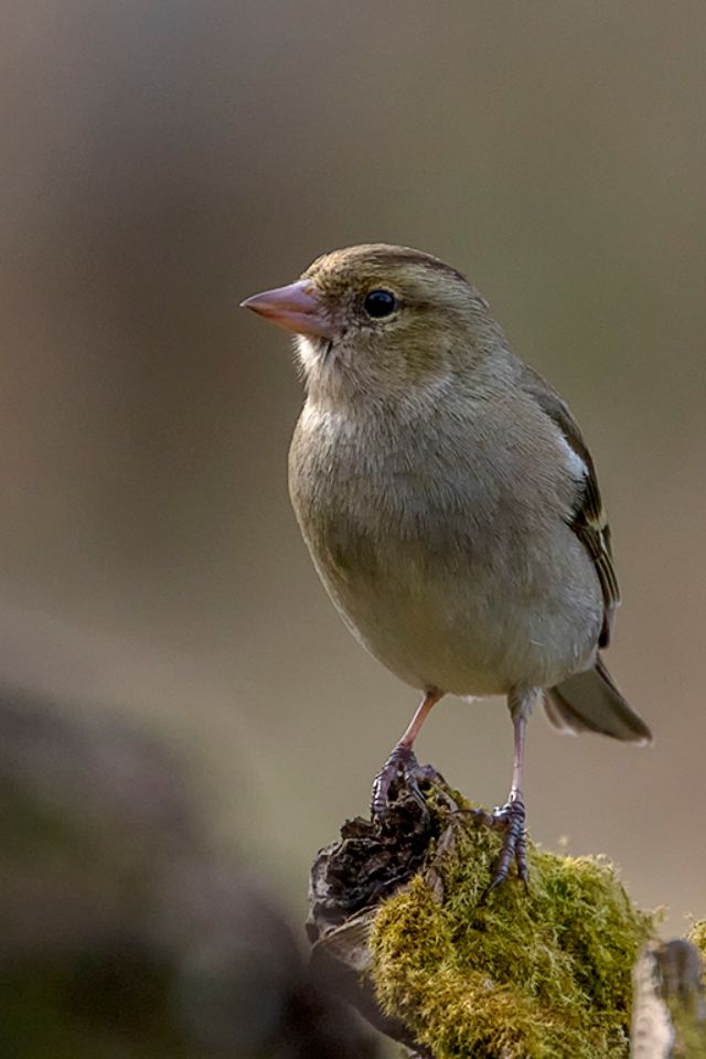 Pinzón común hembra