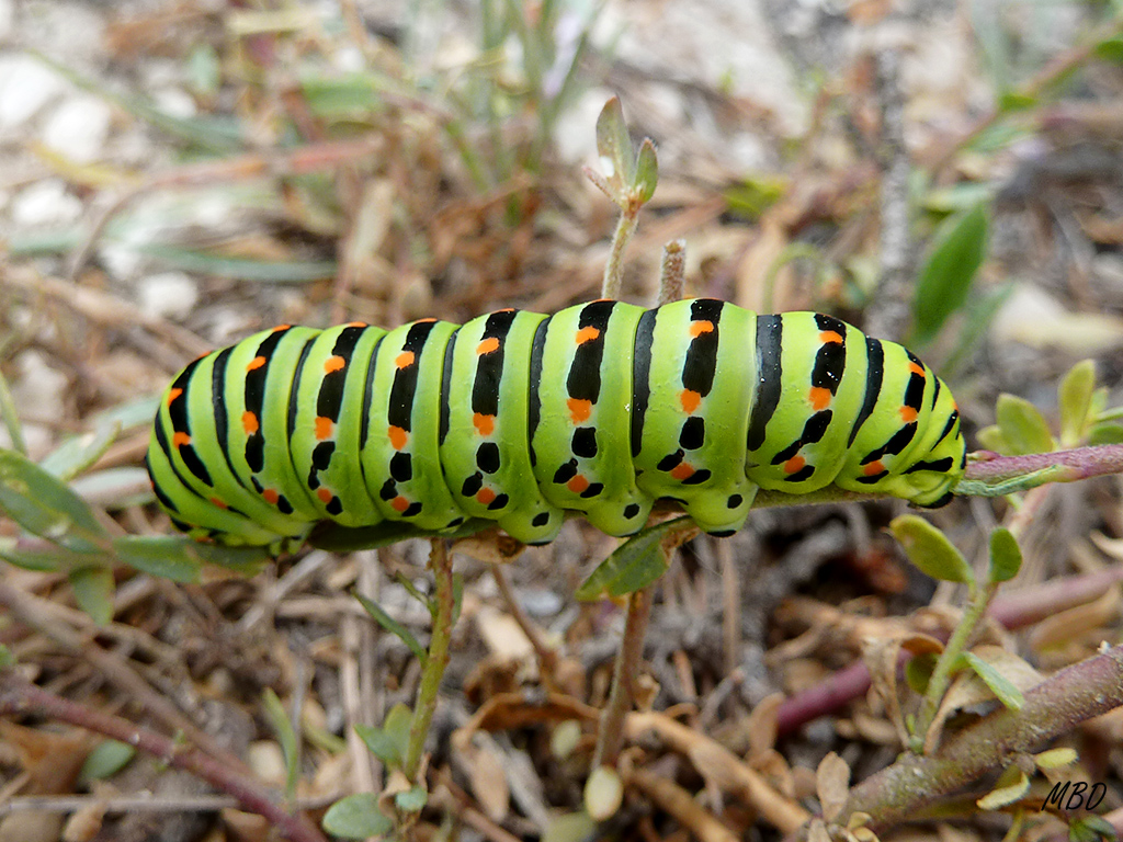 La Marañosa, jun2013. A punto de crisalidar.