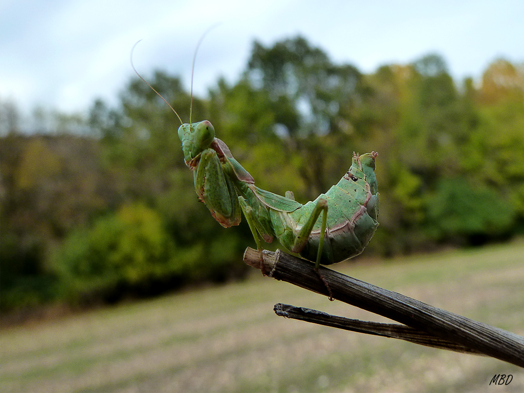 La Marañosa, oct2013.