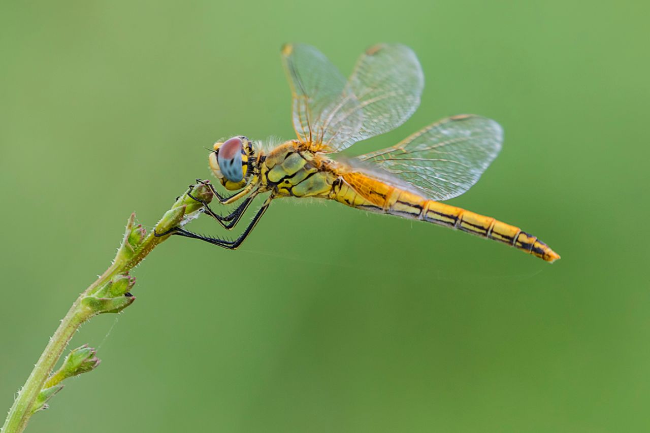 Sympetrum fonscolombii h.