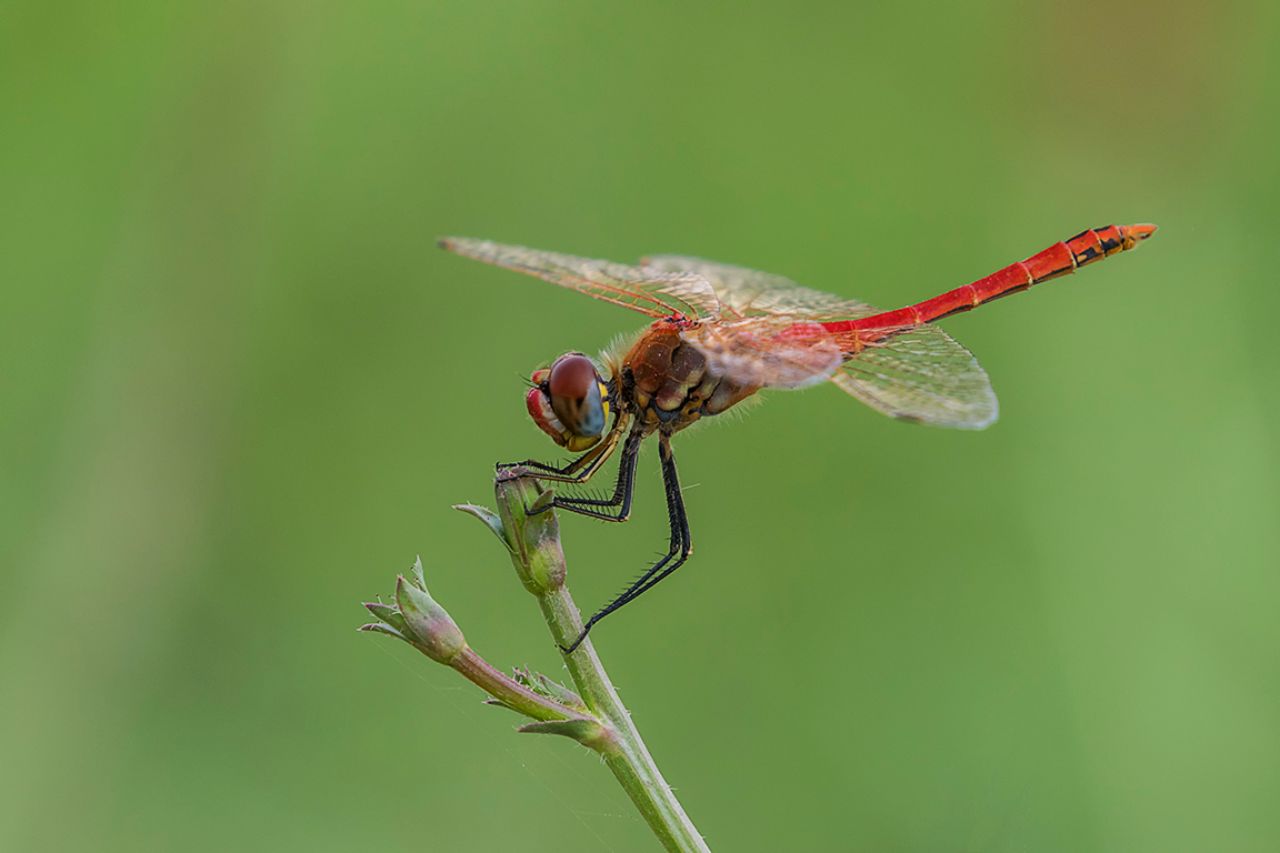 Sympetrum fonscolombii m.