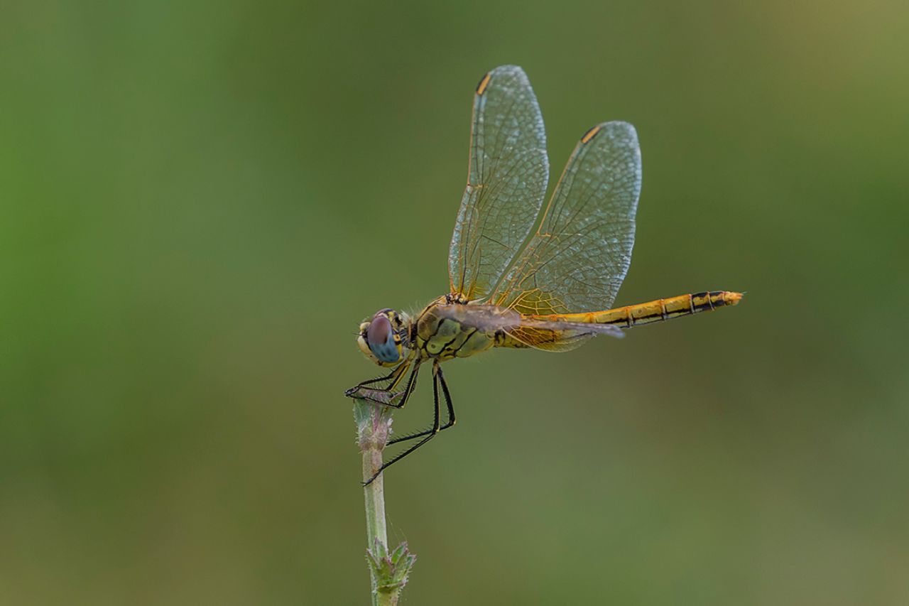 Sympetrum fonscolombii h.