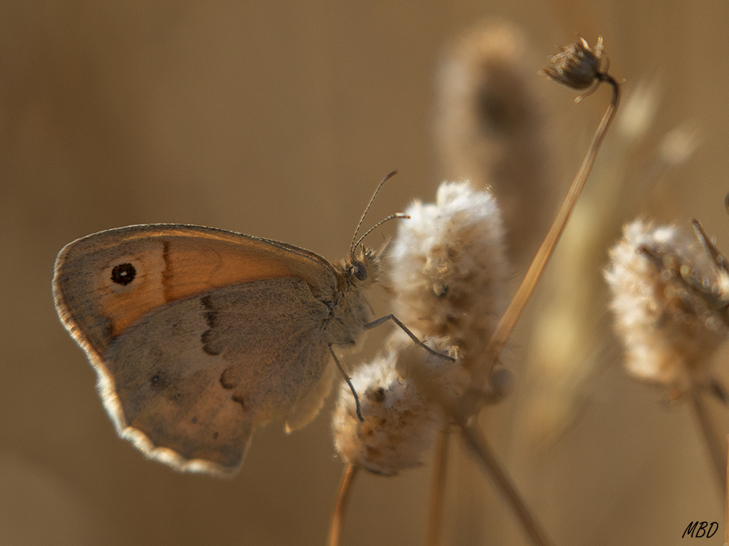 Valdeloshielos, ago2016
