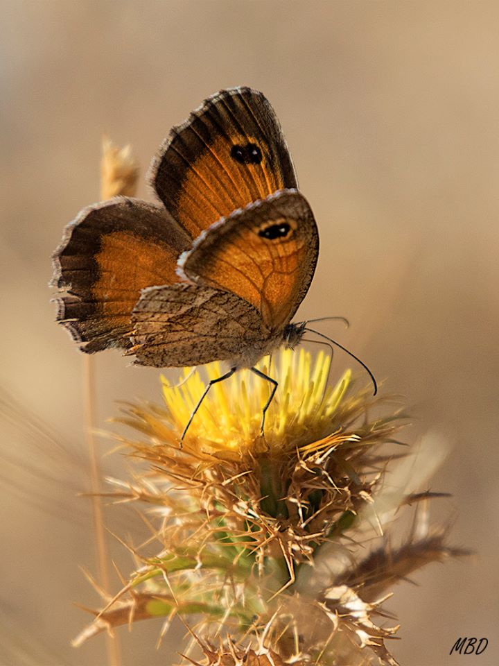Valdeloshielos, ago2016