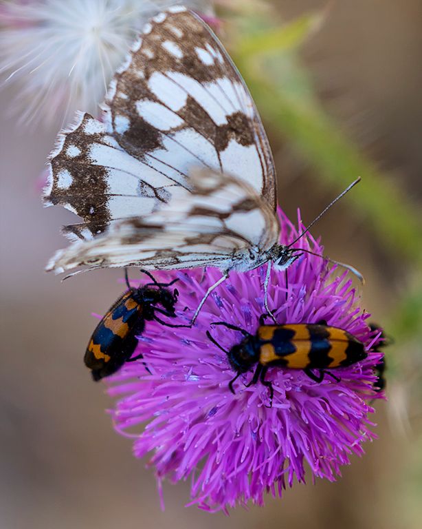 Medioluto ibérica y escarabajos