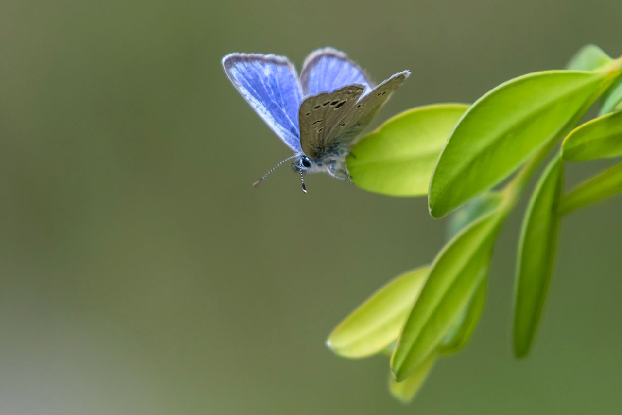 Mariposa azul