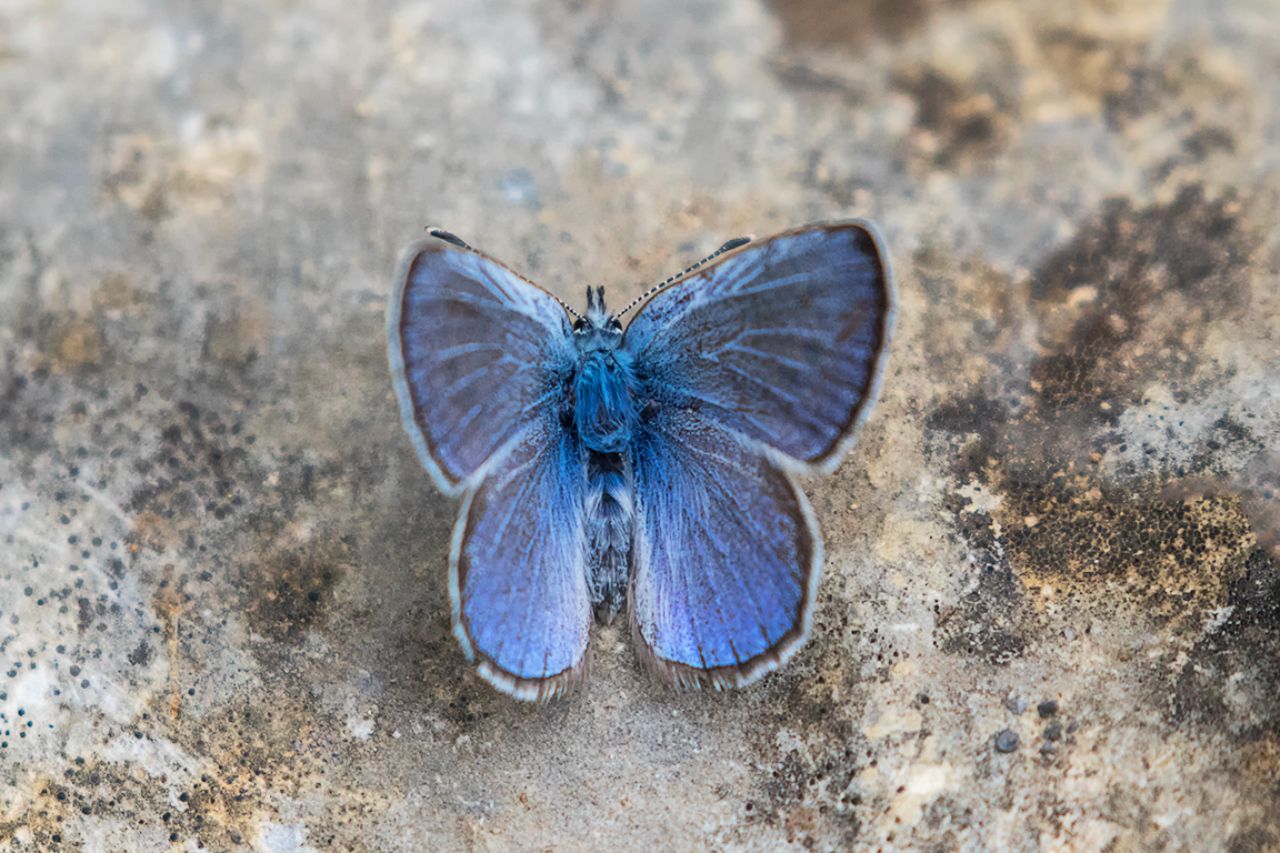 Mariposa azul