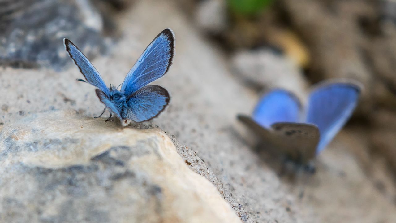 Mariposa azul