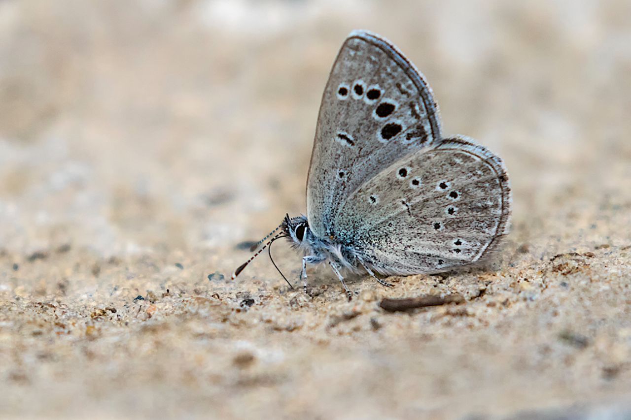 Mariposa azul