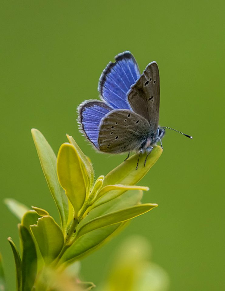 Mariposa azul