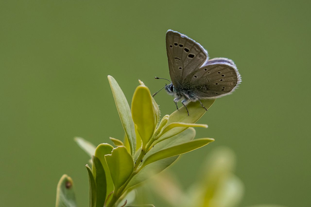 Mariposa azul