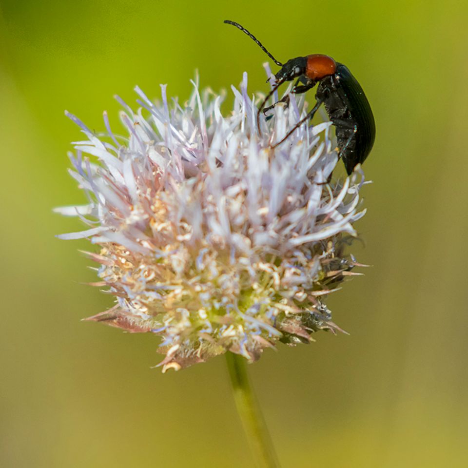Heliotauro de cuello rojo